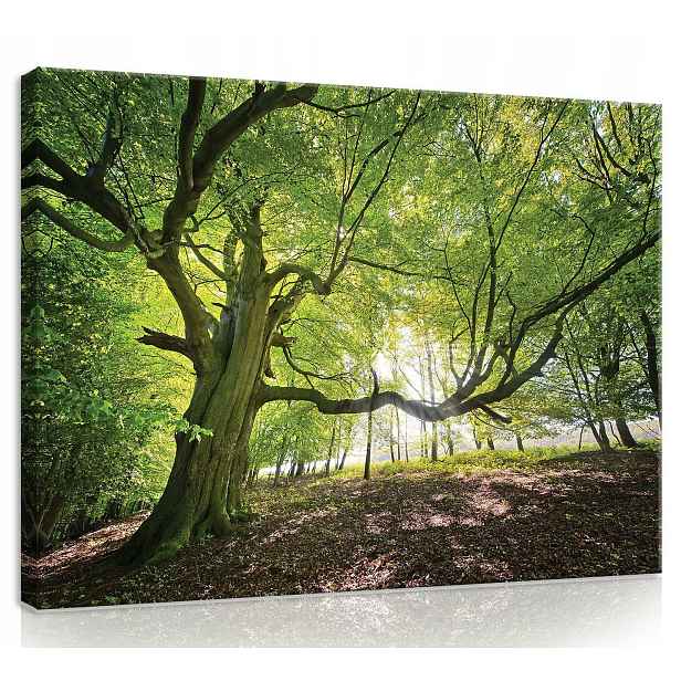 Obraz Na Plátně Canvas 80x60 Les Stromy Zeleň