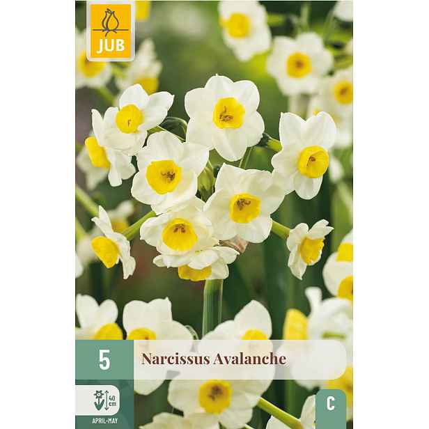 Narcis Avalanche 5 ks