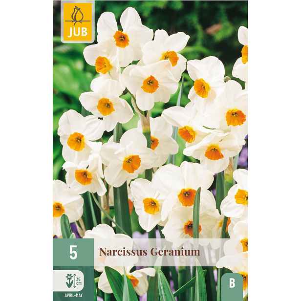Narcis Geranium 5 ks
