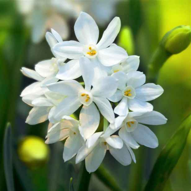 Narcis Paperwhite 3 ks