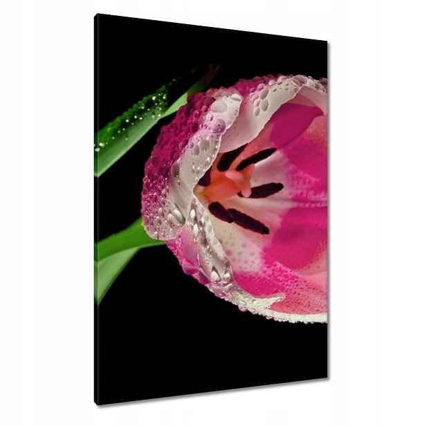 Obrazy 70x100 Růžový tulipán