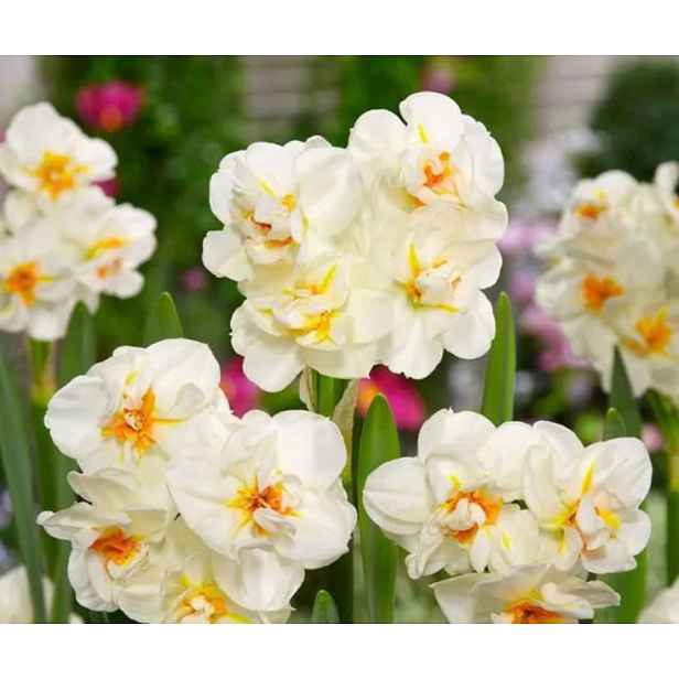 Narcis Sir Winston Churchill 5 ks