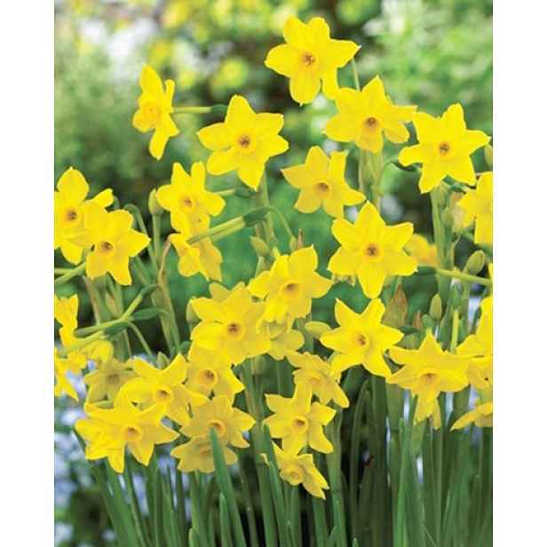 Narcis Baby Boomer 5 ks