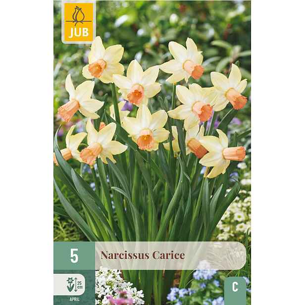 Narcis Carice 5 ks
