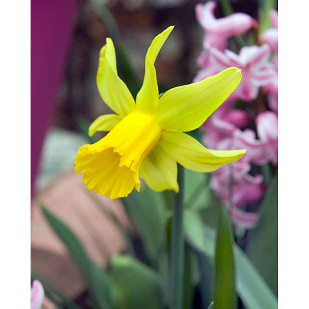 Narcis February Gold 5 ks
