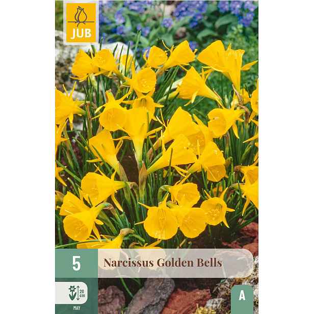 Narcis Golden Bells 5 ks