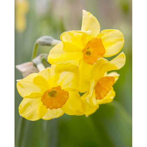 Narcis Golden Dawn 5 ks