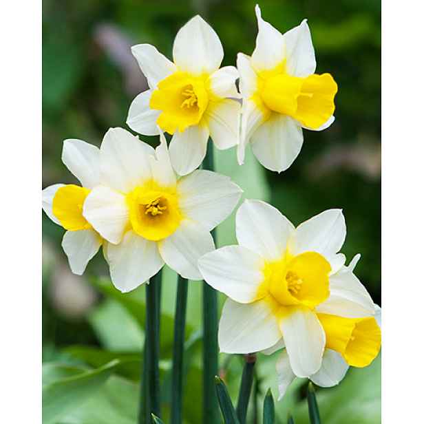Narcis Golden Echo 5 ks