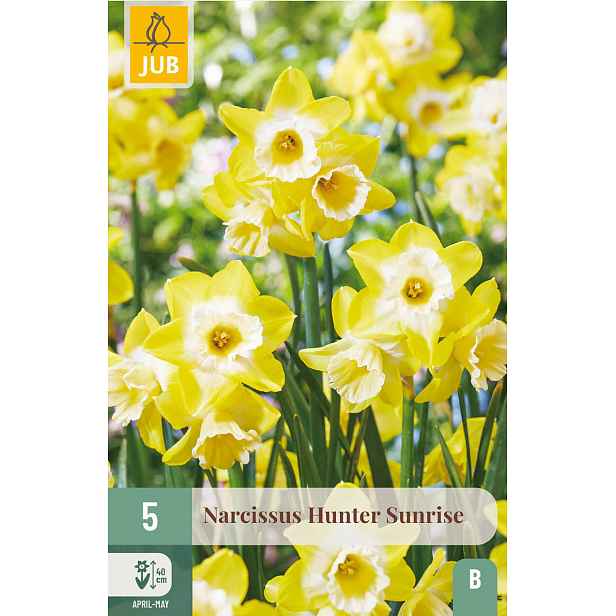 Narcis Hunter Sunrise 5 ks