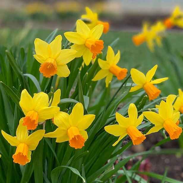 Narcis Jetfire 5 ks