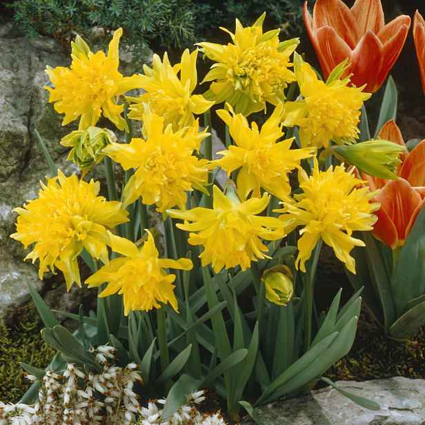 Narcis Rip Van Winkle 5 ks
