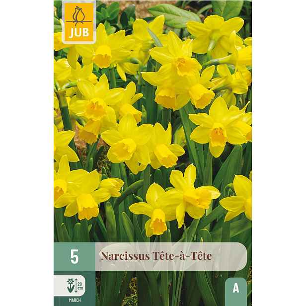 Narcis Tête-à-Tête 5 ks
