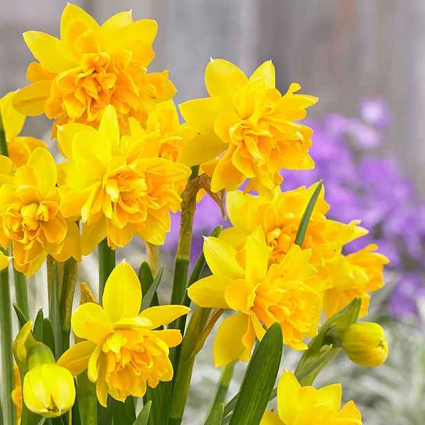 Narcis Tête Bouclé 5 ks