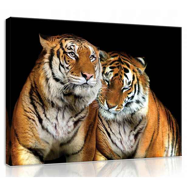 Obraz Na Plátně Canvas 70x50 Tygr Pár Láska