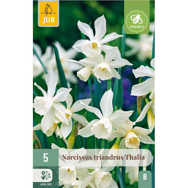 Narcis Triandrus Thalia 5 ks