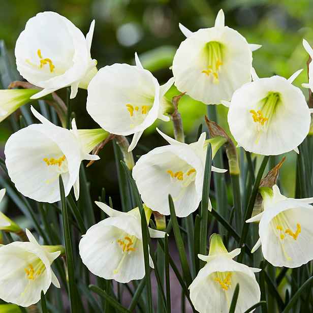 Narcis White Petticoat 5 ks