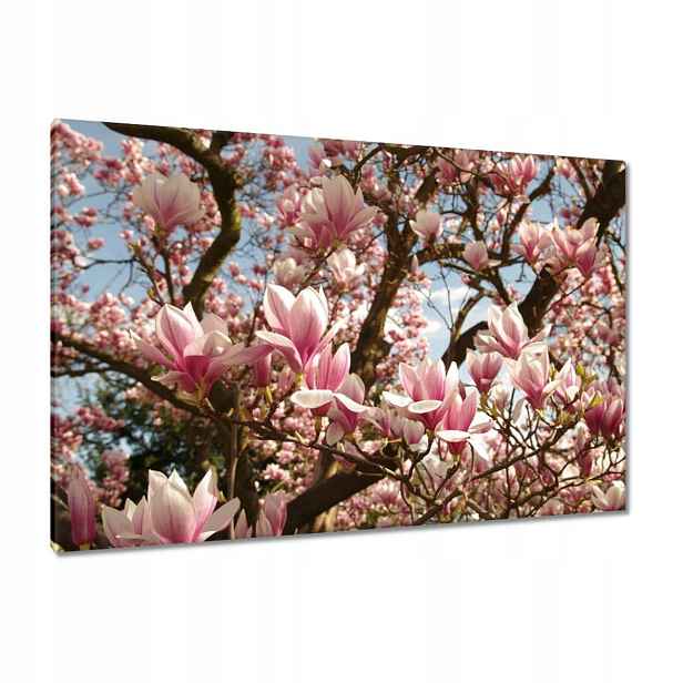 Obrazy 120x80 Magnolie Květiny Světle Modrá