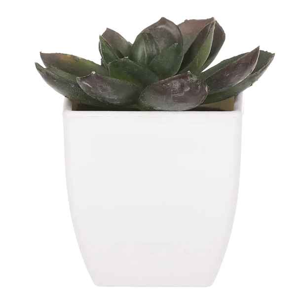 Autronic Sukulent v plastovém obalu NL0009