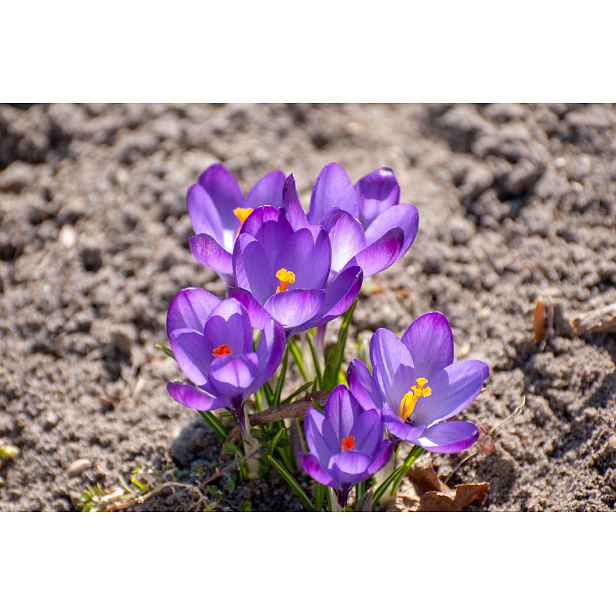 Krokus Flower Record 10 ks