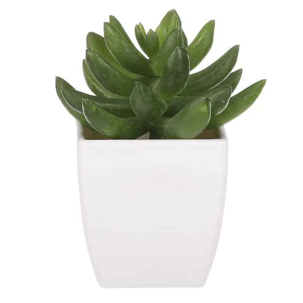 Autronic Sukulent v plastovém obalu NL0014