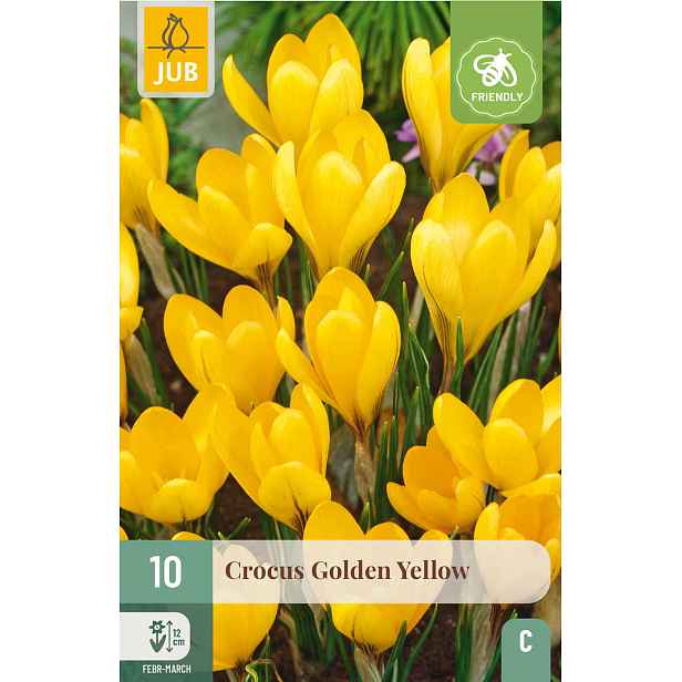 Krokus Golden Yellow 10 ks
