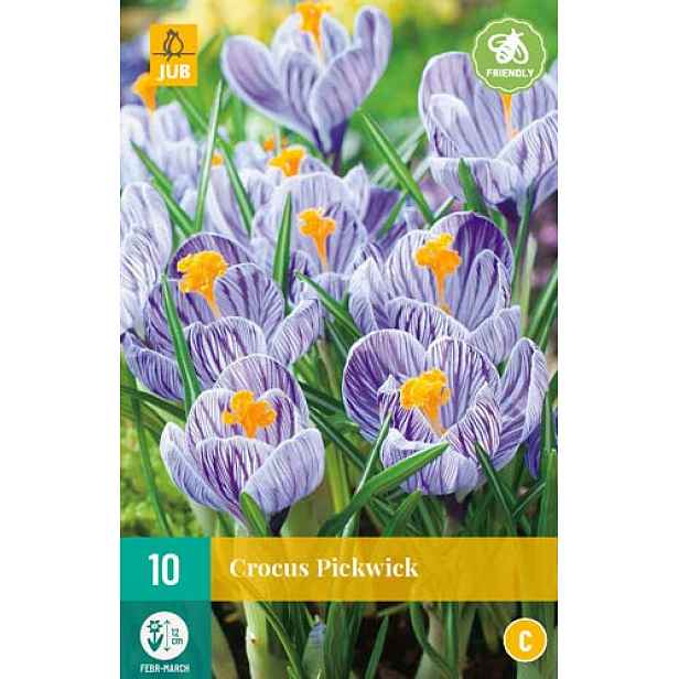 Krokus Pickwick 10 ks