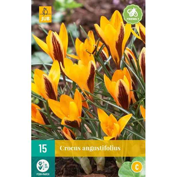 Krokus Angustifolius 15 ks