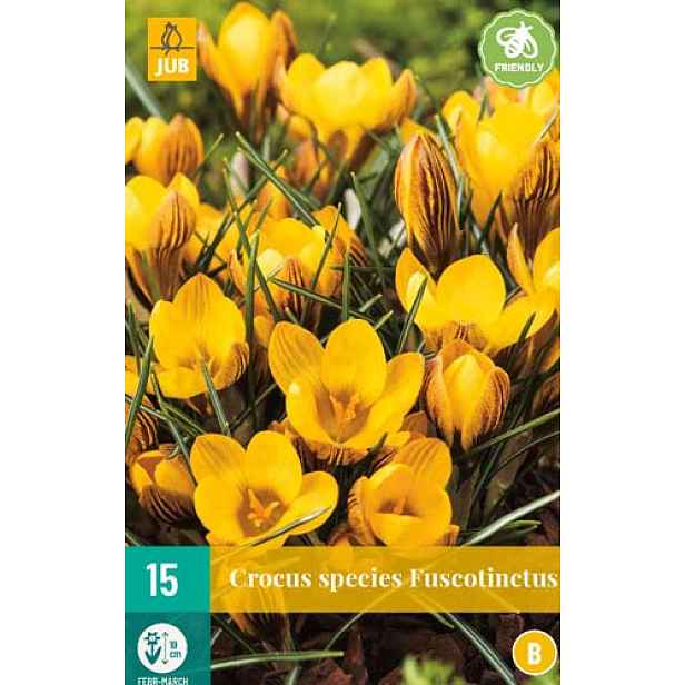 Krokus Fuscotinctus 15 ks