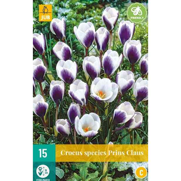 Krokus Prins Claus 15 ks