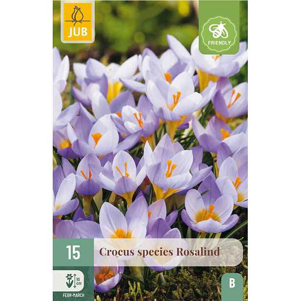 Krokus Rosalind 15 ks