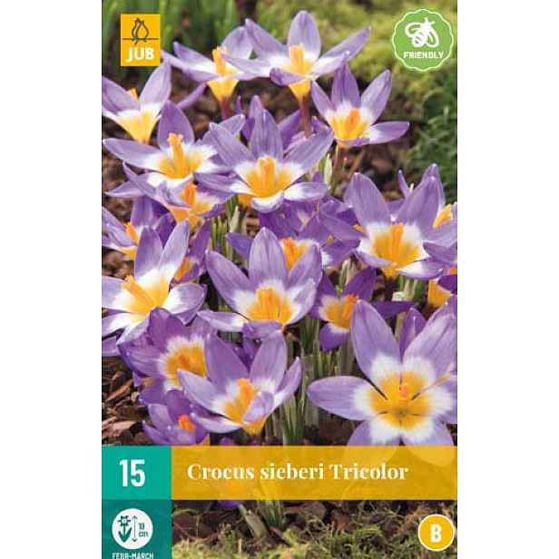 Krokus Sieberi Tricolor 15 ks