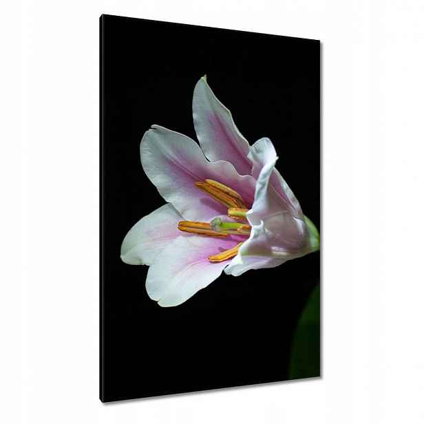Obrazy 80x120 Rozkvetlá růžová lilie