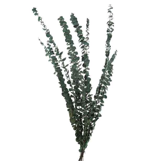 Zelená sušená dekorativní rostlina Eucalyptus - 18*70 cm J-Line by Jolipa