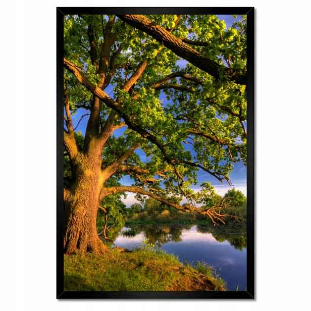 Plakáty v rámu 40x60 Dub v Rogalinu Západ