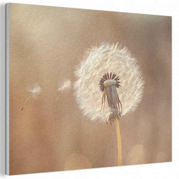 MuchoWow AKUSTICKÝ obraz Pampeliška - Béžová - Příroda - Květina 100x70 cm