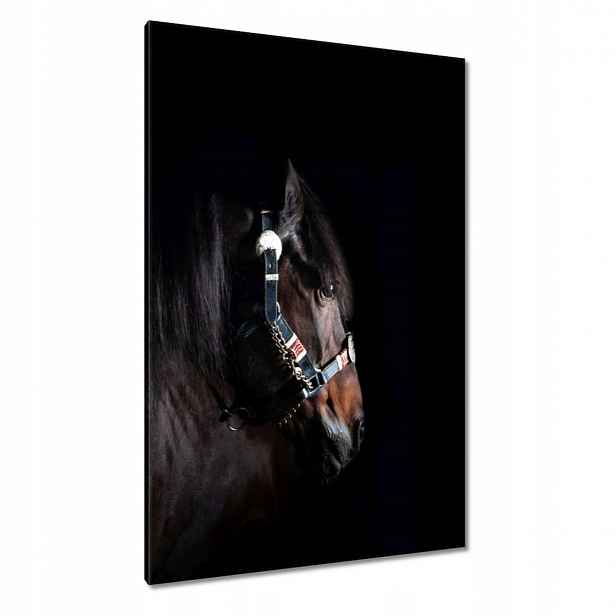 Obrazy 80x120 Kůň a koník na černém pozadí