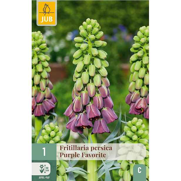 Řebčík perský Purple Favorite 1 ks