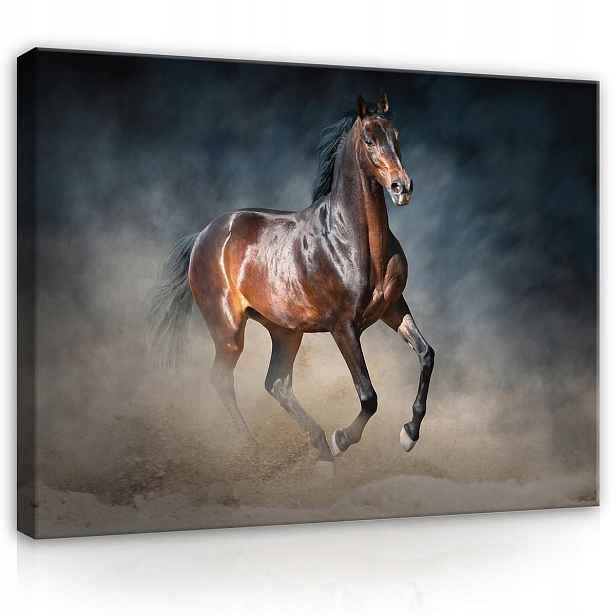 Obraz Na Plátně Canvas 80x60 Kůň Rumak Ogier