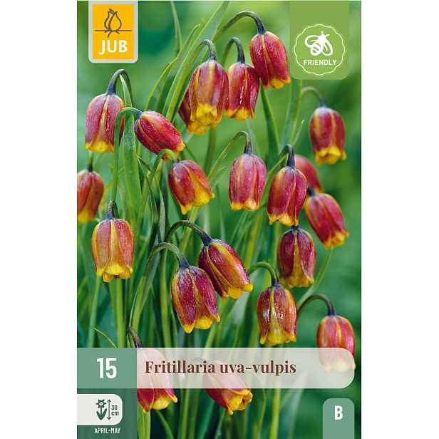 Řebčík kostkovaný (Uva-vulpis) 15 ks