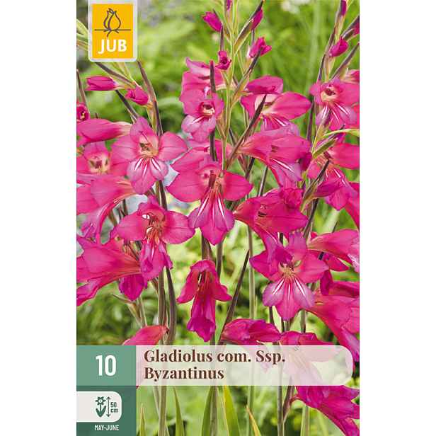 Mečík byzantský (Gladiolus communis ssp. byzantinus) 10 ks