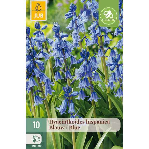 Modřenec španělský Blue 10 ks