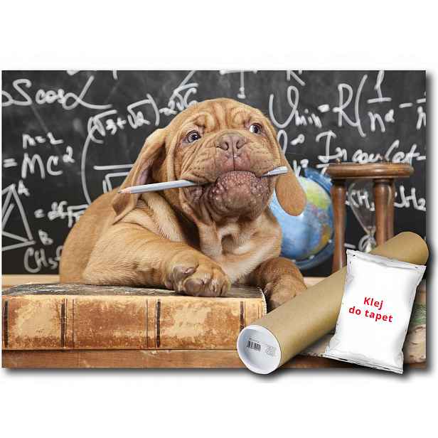 Vinylová fototapeta Pes Škola Profesor 152x104