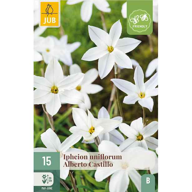 Ipheion uniflorum Alberto Castillo 15 ks