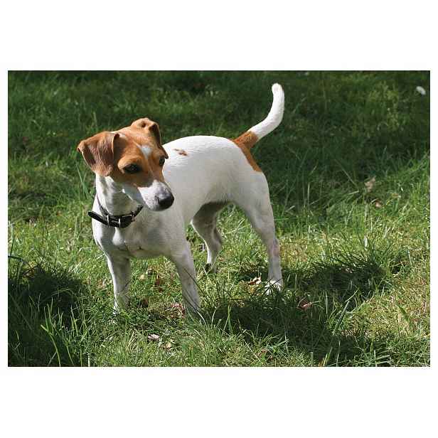 Fototapeta Jack Russell na trávě, zelené pozadí, pejsek 250x175 lepidlo