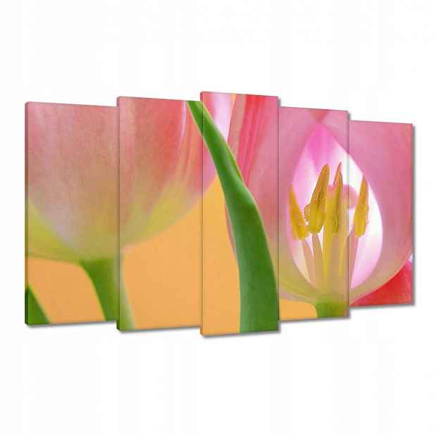 Obrazy 100x60 Růžové tulipány