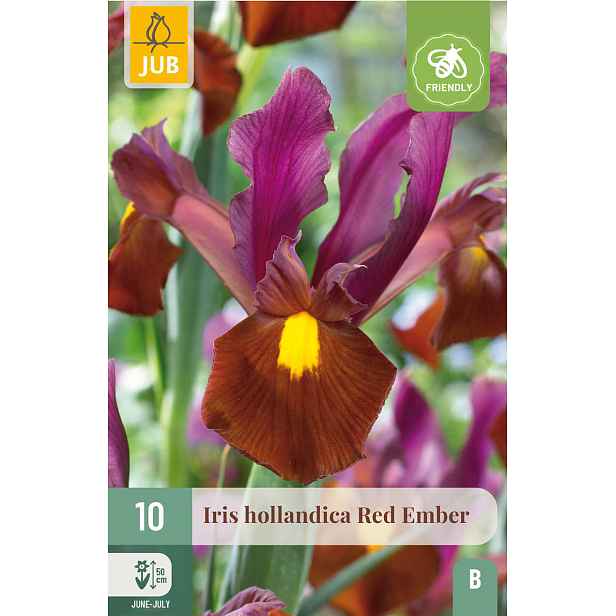 Kosatec hollandica Red Ember 10 ks