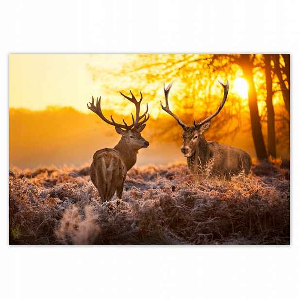 Fototapety flizelina 152x104 Jelení na řevu