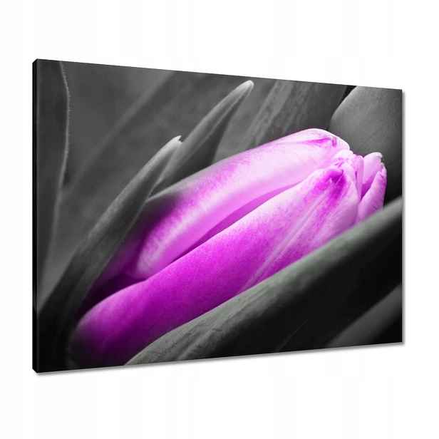 Obrazy 80x60 Fialový tulipán