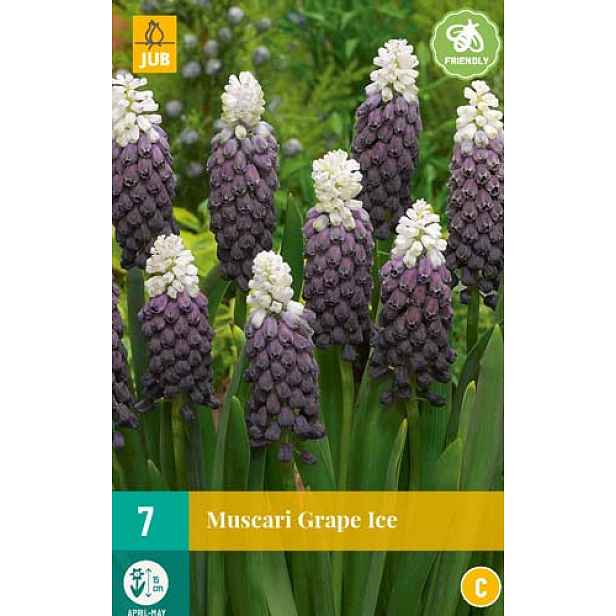 Modřenec Grape Ice 7 ks