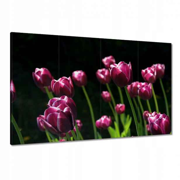Obrazy 120x80 Fialové tulipány
